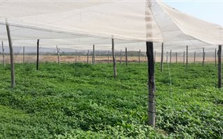 8.5 ha Farm in Onderstepoort
