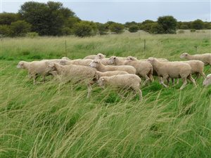 128 ha Farm in Schweizer Reyneke