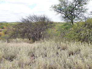30.9 ha Farm in Musina