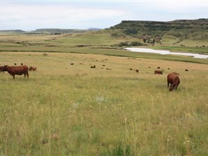 965 ha Farm in Bethlehem