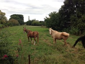 1.7 ha Farm in Weenen