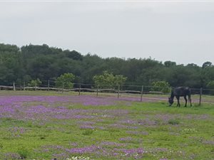 20 ha Farm in Faerie Glen