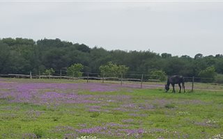 20 ha Farm in Faerie Glen
