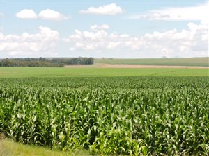 180 ha Farm in Reitz