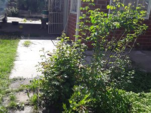 3 Bed House in Fernwood