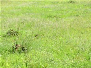 2855 m² Land available in Belfast