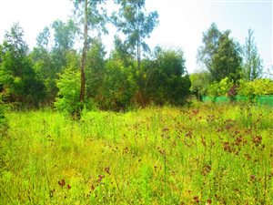 1388 m² Land available in Dullstroom
