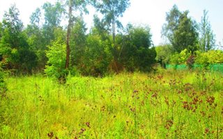 1388 m² Land available in Dullstroom