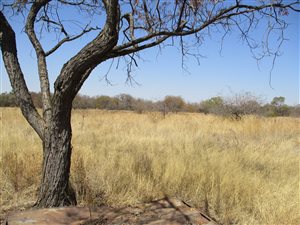 62 ha Farm in Hartbeesfontein