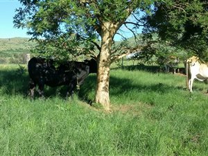 570 ha Farm in Newcastle Central