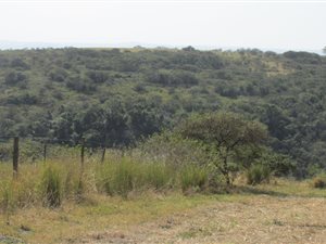 303 ha Farm in Komga