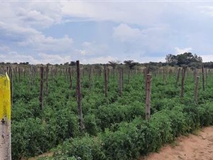 109 ha Farm in Mookgophong (Naboomspruit)