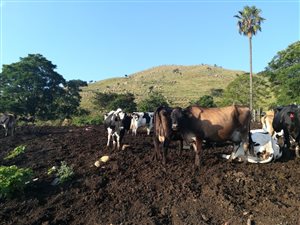 745 ha Farm with House in Louwsburg