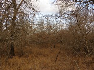 1560 m² Land available in Marloth Park