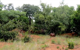 2500 m² Land available in Bela-Bela (Warmbaths)