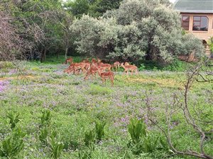 2133 m² Farm in Parys