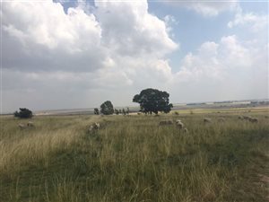 380 ha Farm in Heilbron