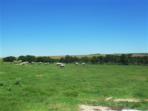 483 ha Farm in Heilbron