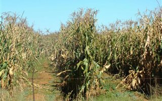 733.8 ha in Hertzogville