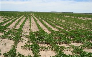 450 ha Farm in Bethlehem