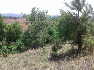 1343 m² Land available in Olifantsnek