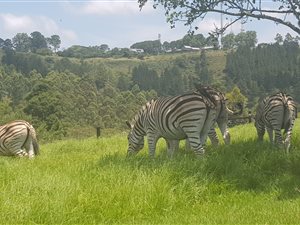 1728 m² Land available in Phezulu