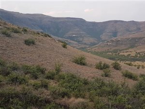 576.4 ha Farm in Fouriesburg