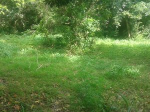 1118 m² Land available in Southport
