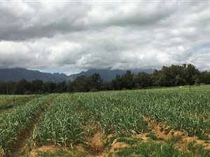 71 ha Farm in Riebeek Kasteel