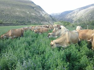 65 ha Farm in Riversdale