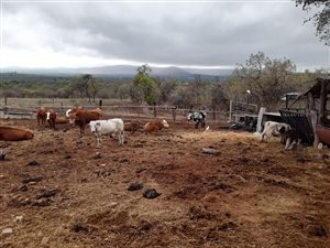 29 ha Smallholding in Tzaneen