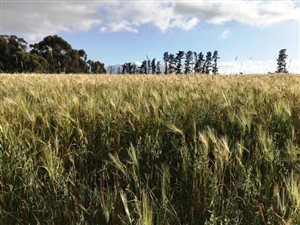 22 ha Farm in Klapmuts