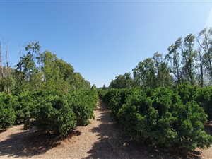 7.6 ha Farm in Paarl