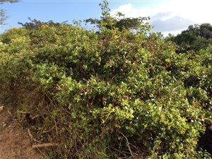 656 m² Land available in Stanger Central