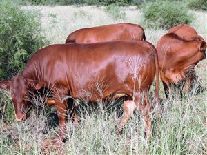 554 ha Farm in Lichtenburg