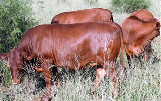 554 ha Farm in Lichtenburg