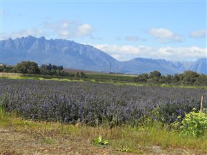 Farm in Wellington Central
