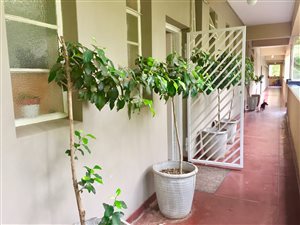1 Bed Apartment in Houghton Estate