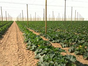 15.6 ha Farm in Springbok
