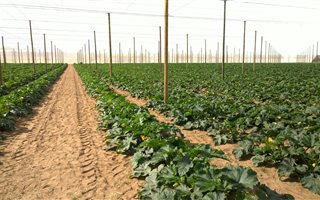 16.7 ha Farm in Springbok