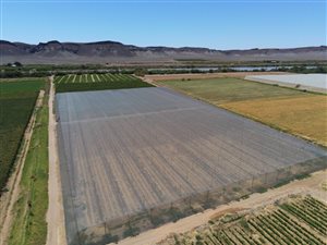 15.6 ha Farm in Springbok