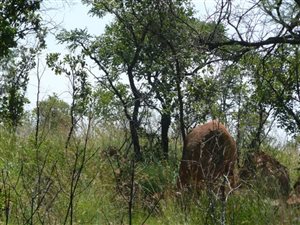 2000 m² Land available in Ninapark