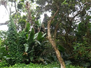 1517 m² Land available in Munster