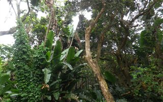 1517 m² Land available in Munster