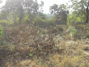 1770 m² Land available in Golden Acres Estate