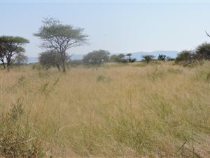 154.6 ha Land available in Makhado (Louis Trichardt)