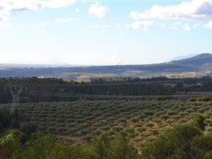25 ha Farm in Paarl