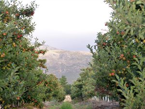 30 ha Farm in Villiersdorp