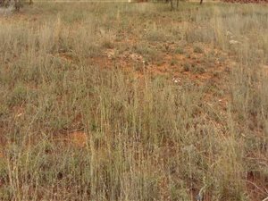 2037 m² Land available in Sterpark