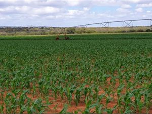1332 ha Farm in Musina